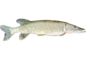 Pike2