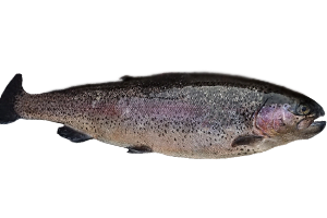 Rainbow trout2