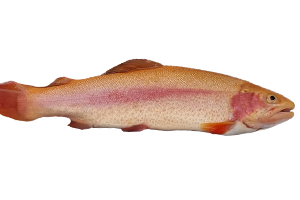 golden trout