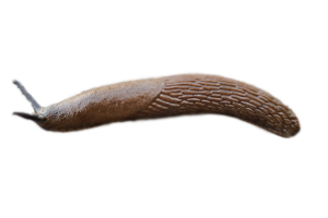 slug