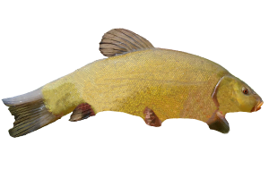 tench2